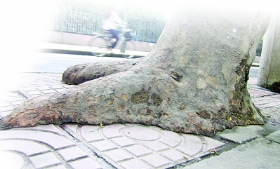 南京市容局官员回应法桐栽倒报道称“也很痛苦”